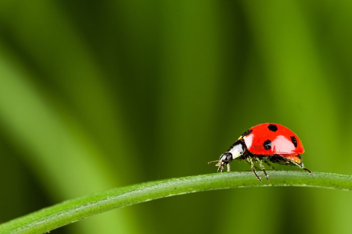 Ladybug running along on blade of green grass. Beautiful nature