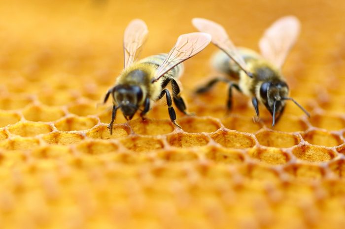 Honeybees 