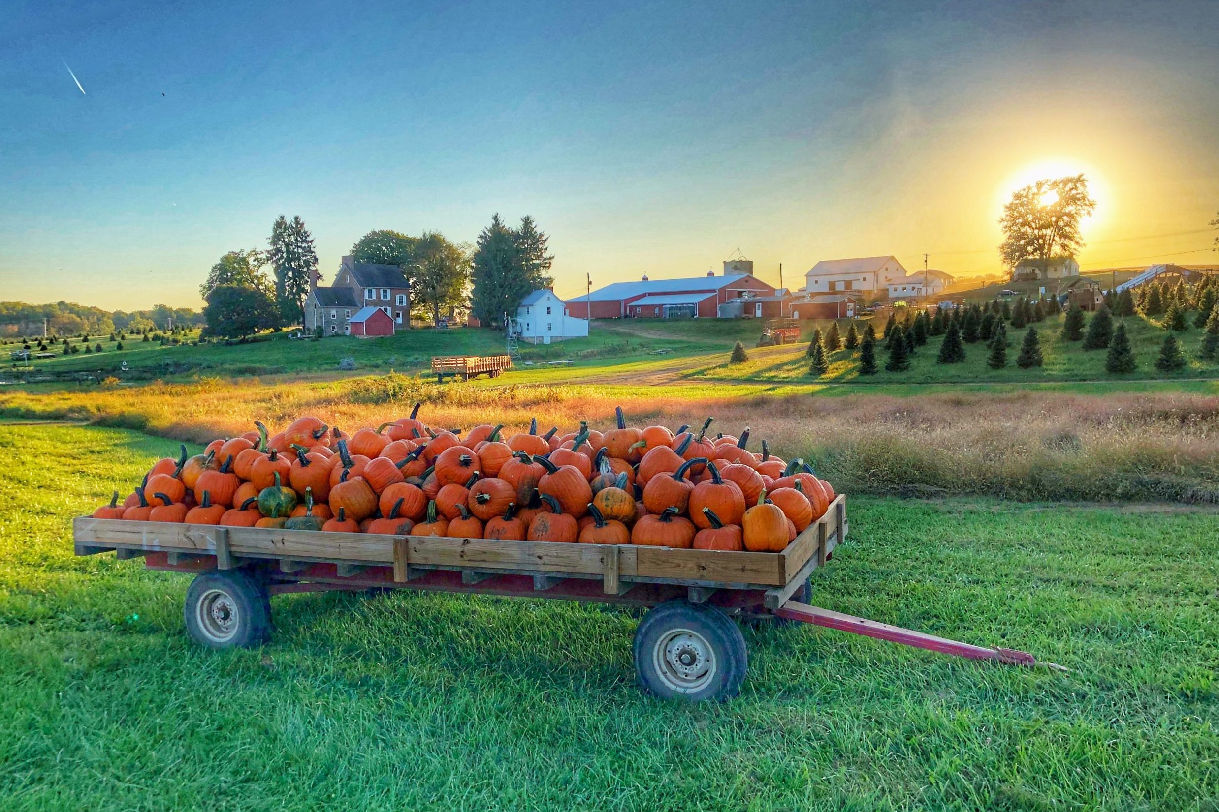 Gaver farms