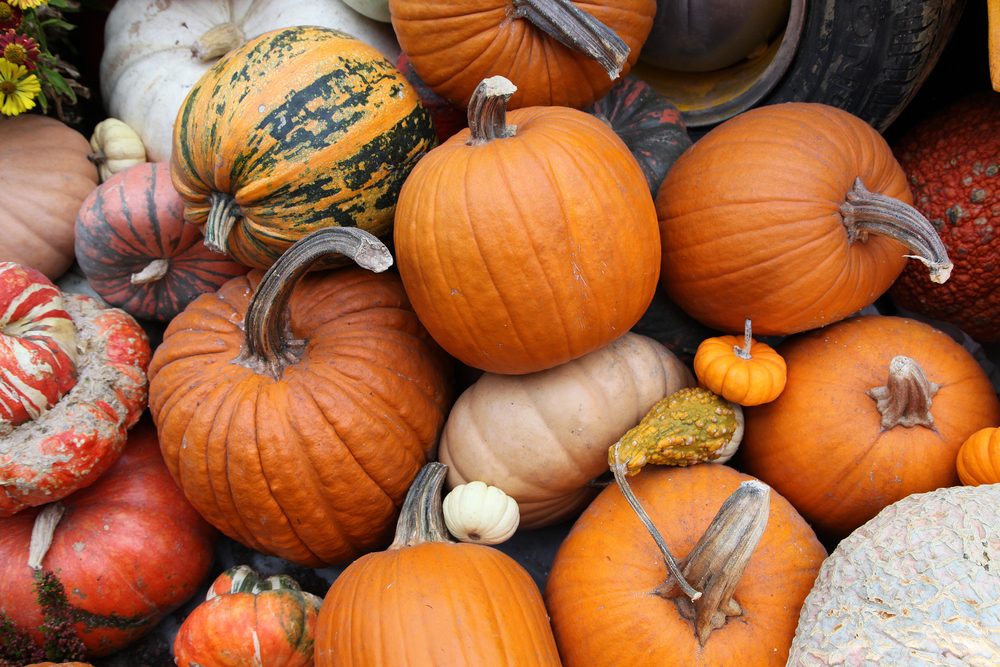 Display of pumpkins in hot house environment in Singapore