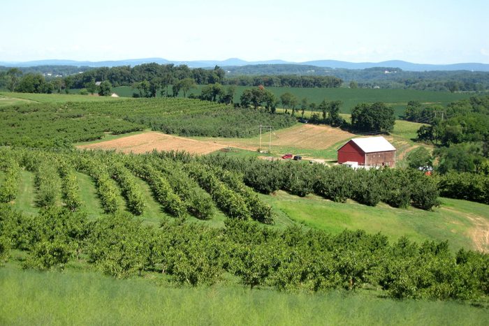 Brown's Orchards