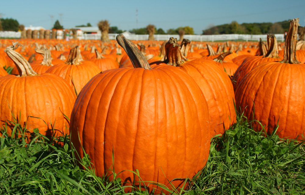 In Search of the Great Pumpkin