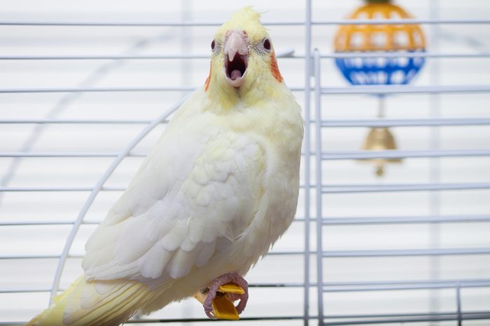 A yellow corella parrot with red cheeks and long feathers sitting on peg with open mouth