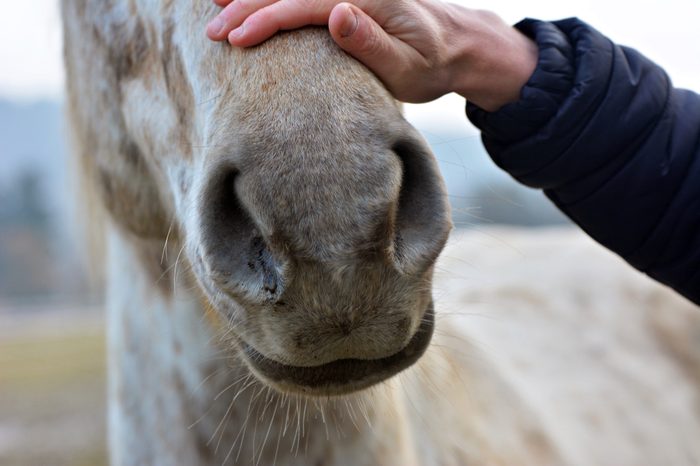 Horses and humans