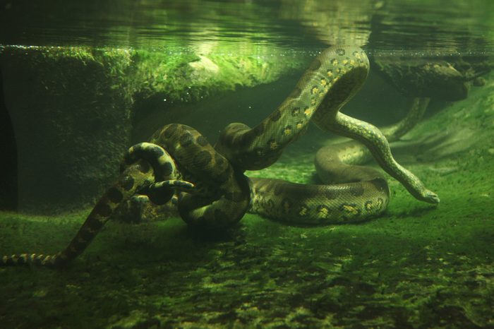 Green anaconda (Eunectes murinus) swimming underwater. Wildlife animal.