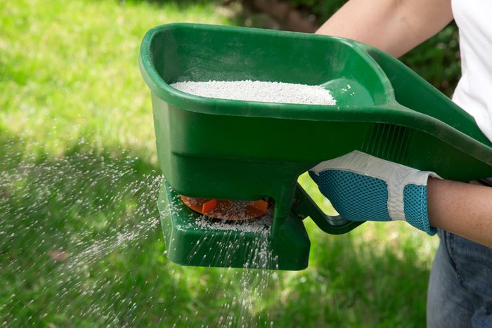 Manual fertilizing of the lawn in back yard in spring time