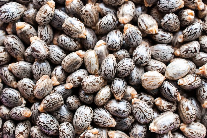 Castor oil seeds-ricinus communis