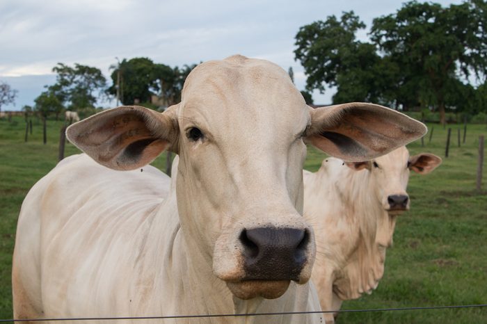 Nelore Cattle