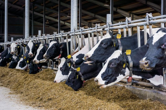 Cows in a farm. Dairy cows