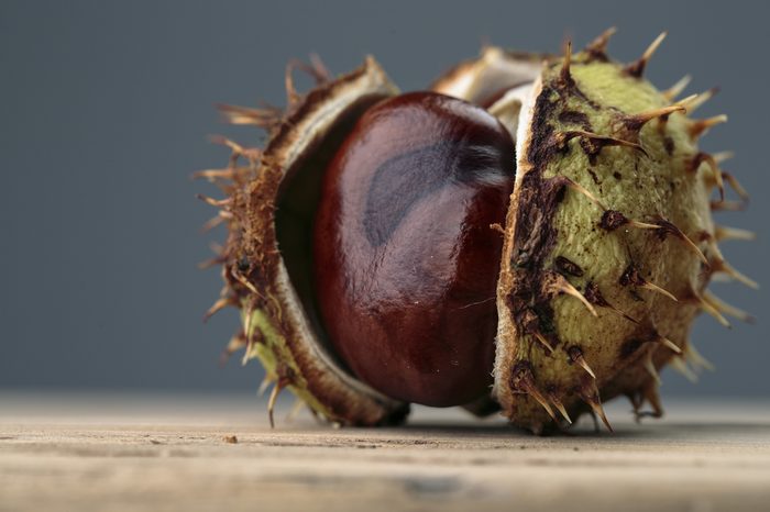 Fresh Buckeye or Horse Chestnut in Autumn with Capsules