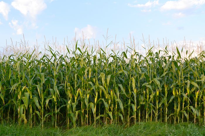 A green field of corn growing up
