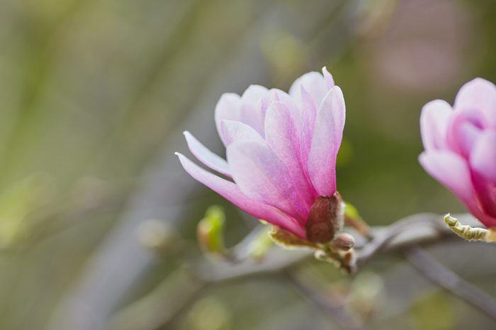 decoration of few magnolia flowers. pink magnolia flower. Magnolia. Magnolia flower