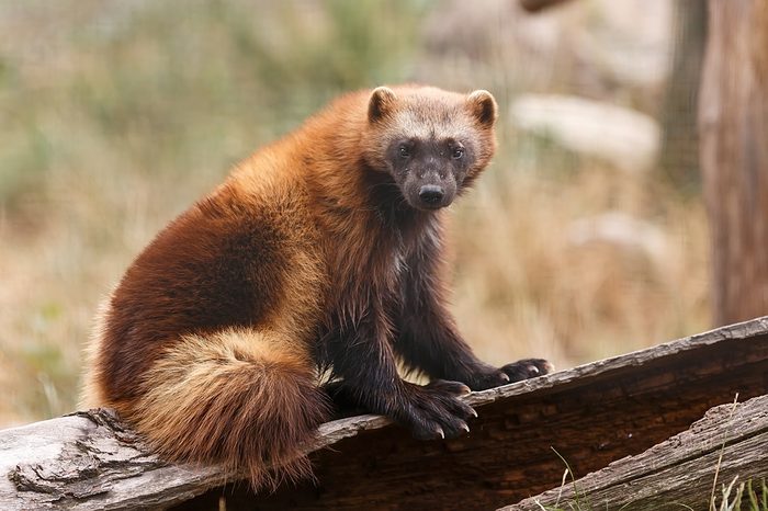 Wolverine portrait