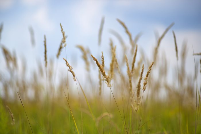 grass prairie