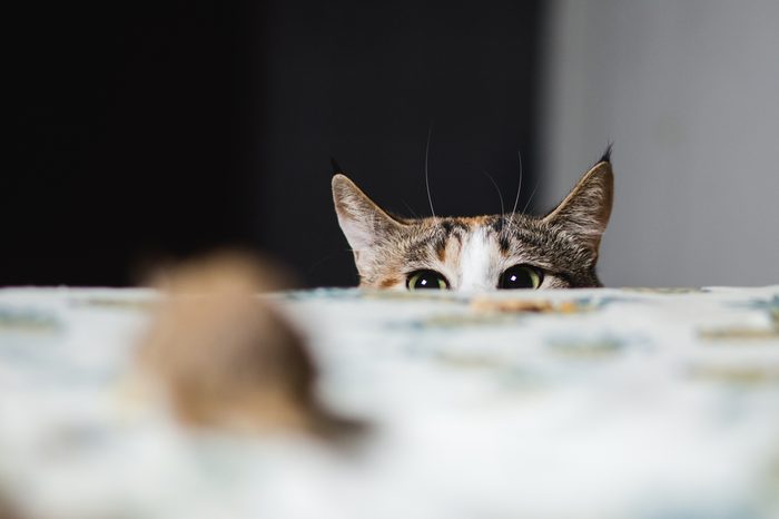 Cat hunting to gerbil mouse on table. Keep one's wits about