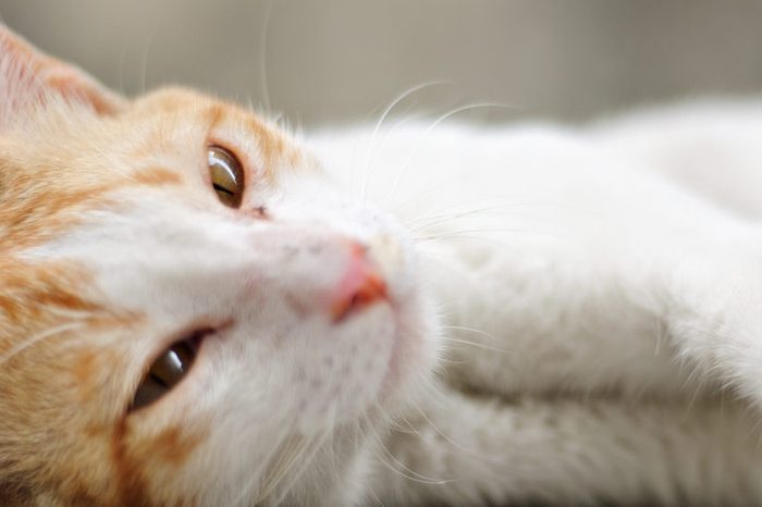 Cat Resting and Lying Down