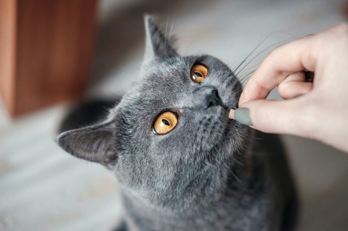 hand british cat food eat, close up, cat with yellow eyes asks for food, hand with food