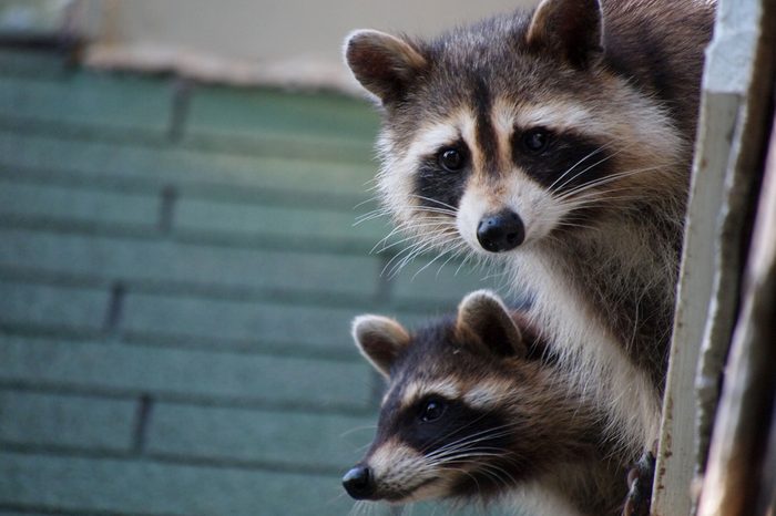 A Pair of Raccoons