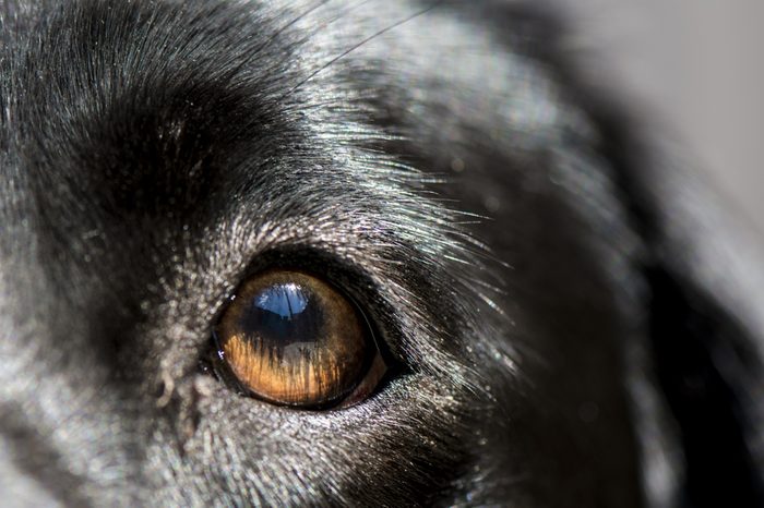 Blue sky reflected in dogs eye
