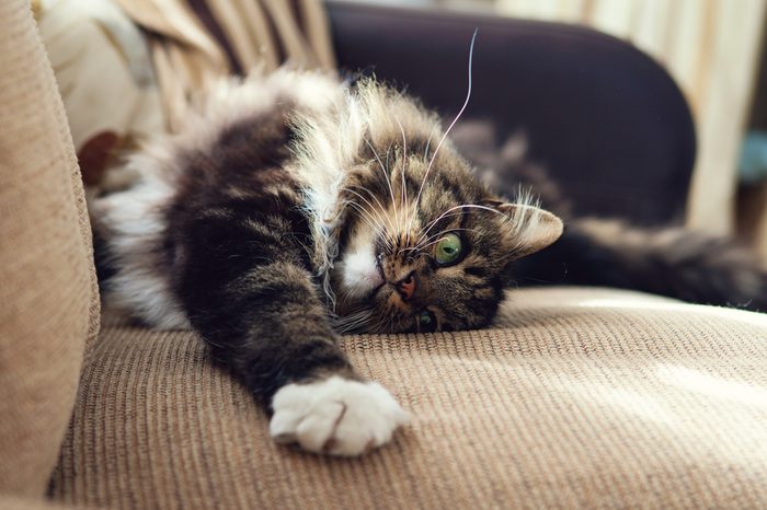 Fluffy domestic cat stretching on the sofa