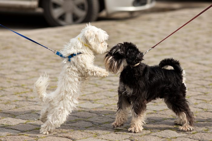 Two cute dogs on leashes meeting and sniffing on street