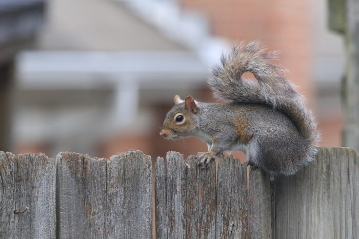 Gray Squirrel perched on rustic wooden fence with selective focus and soft focus neighborhood houses as background.