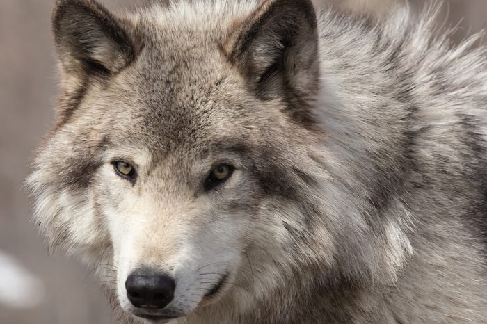 A lone Timber Wolf in winter