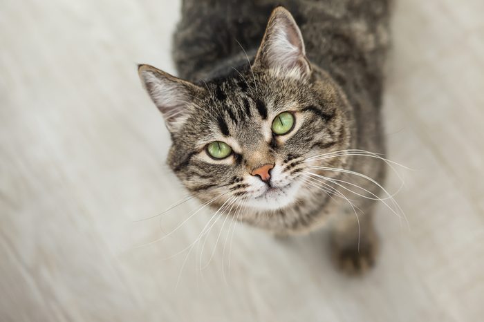 The striped cat with green eyes looks up at a camera