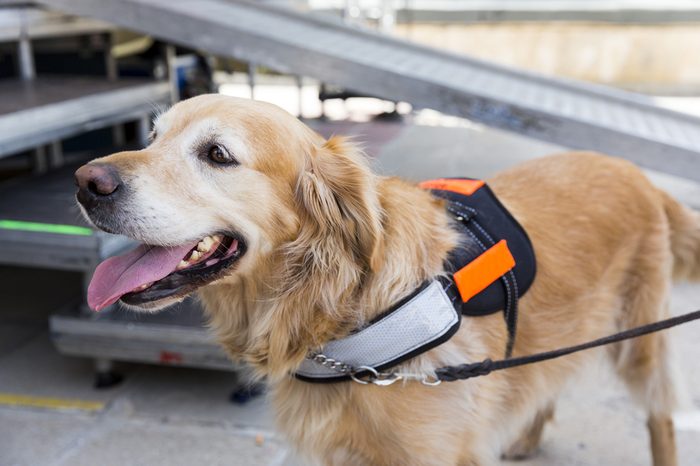 An assistance dog is trained to aid or assist an individual with a disability. Many are trained by an assistance dog organization, or by their handler, often with the help of a professional trainer.