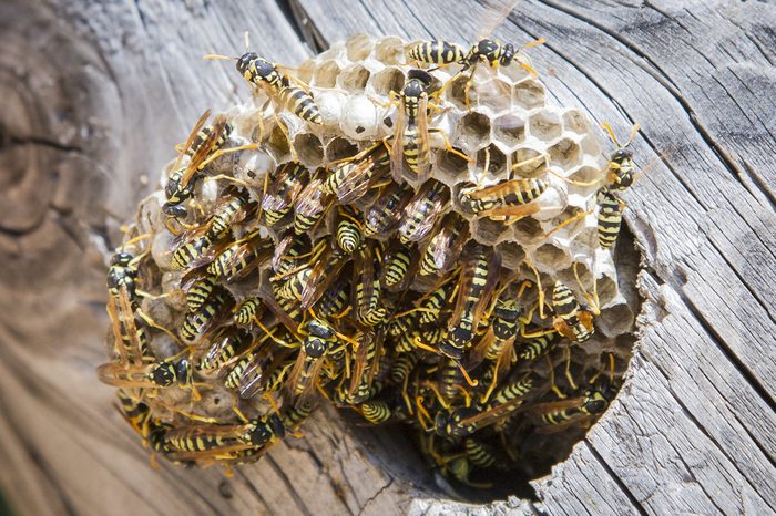 Wasp nest with wasps