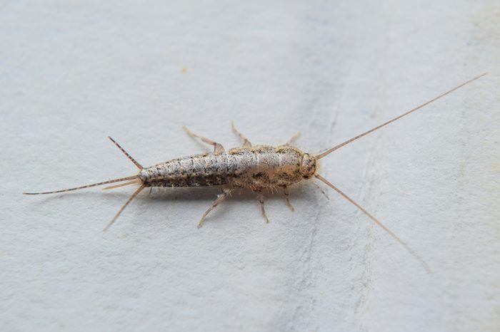 Insect feeding on paper - silverfish. Pest books and newspapers.