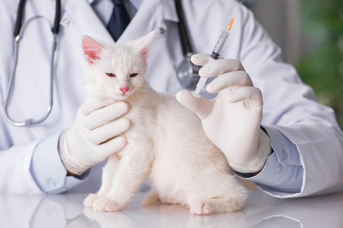 White kitten visiting vet for check up