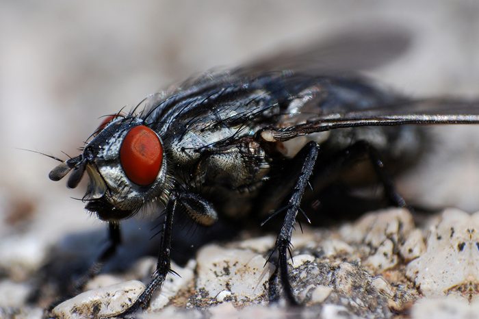 Macro of big fly on old wall