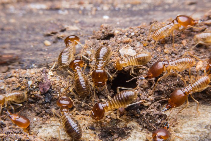 termites on decomposing wood