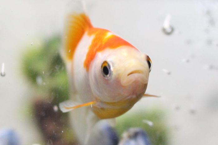 pet fish