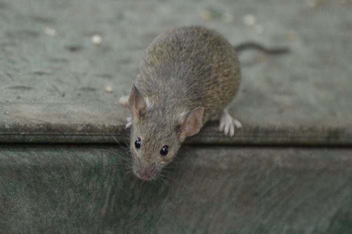 Mouse