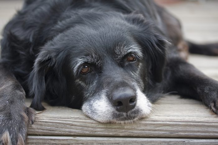 An old lazy mixed breed dog prepares to nap.