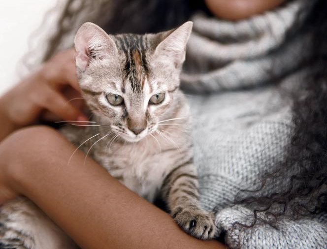 Young african woman with cat indoors