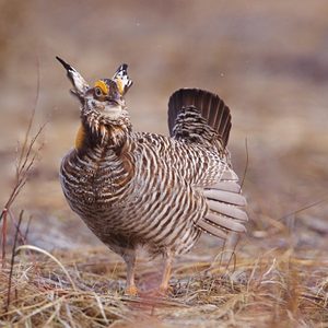 Bird stands alert, displaying striped feathers and raised tail; surrounded by dry grass in a natural, earthy environment.