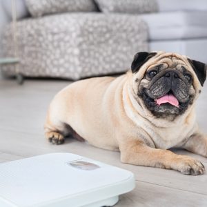 Pug rests on light wood floor, tongue out, beside a white bathroom scale; patterned couch and sleek shelving visible in background.