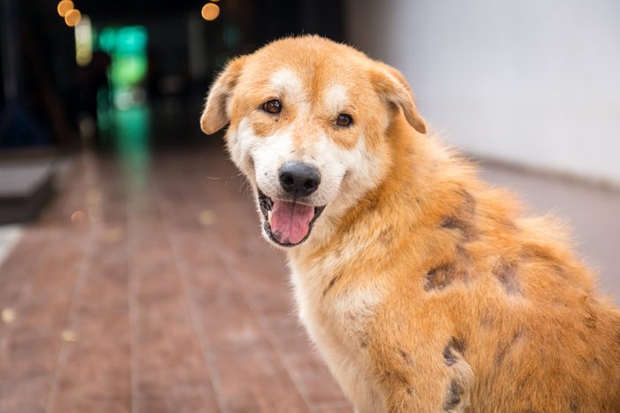 A Brown stray dog skin disease leprous.