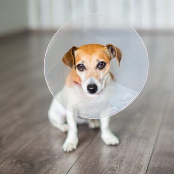 Dog wearing a cone sits on a wooden floor in a room with light-colored walls.