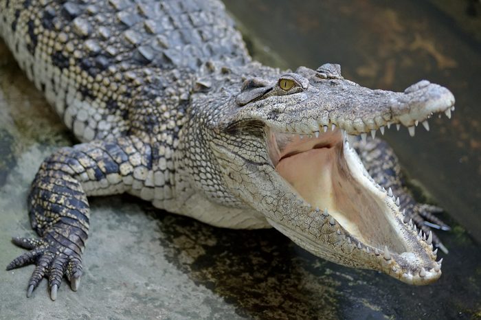 Siamese Freshwater Crocodile from Samut Prakan Province thailand