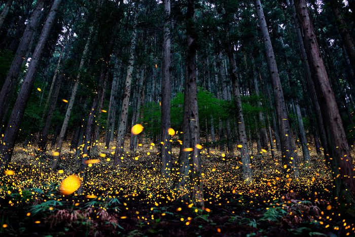 Fireflies