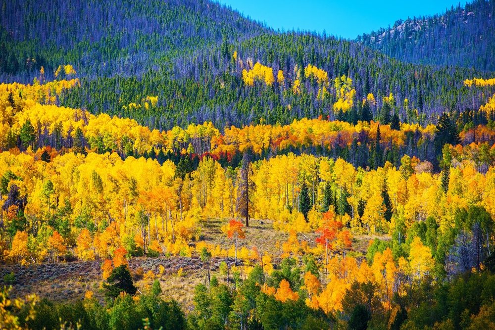 Colorful Colorado Autumn. Colorado October Landscape, United States.