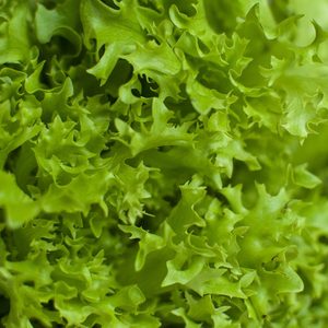 Lettuce leaves curl intricately, forming a textured, vibrant green cluster.