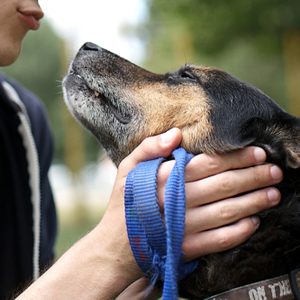 Dog receives affectionate head scratch from person holding lead; blurred outdoor background.