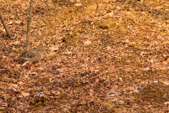 Camouflage bird woodcock. Brown dry leaves background. Bird: Eurasian Woodcock. Scolopax rusticola.