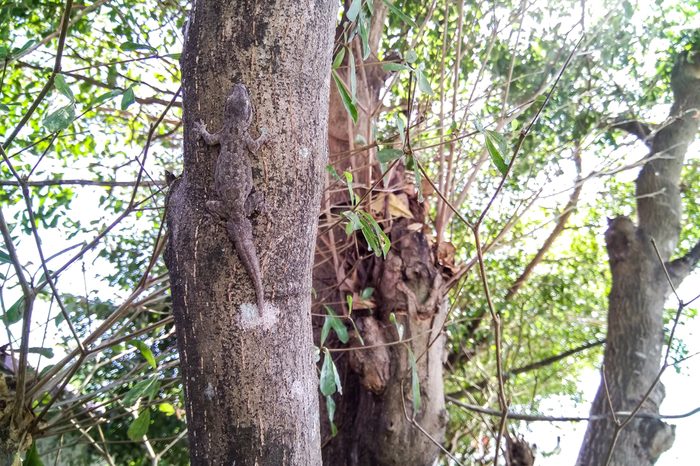 Camouflage lizards on the tree.,The camouflage of animals for food and survival.,soft focus.