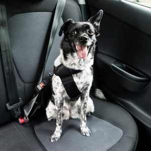 Dog seated with a harness, smiling inside a car's rear seat.